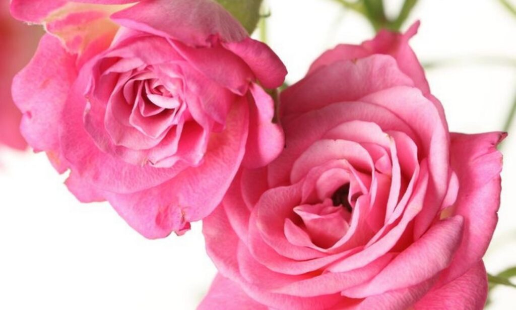 Rosa Damascena in fiore